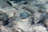 Ocean Surgeonfish</br><i>Acanthurus bahianus</i>