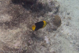 Rock Beauty</br><i>Holacanthus tricolor</i>