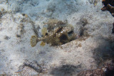 Spotted Trunkfish</br><i>Lactophrys bicaudalis</i>