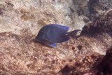 Atlantic Blue Tang</br><i>Acanthurus coeruleus</i>