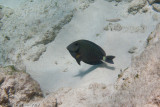 Doctorfish Tang</br><i>Acanthurus chirurgus</i>