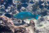 Parrotfish