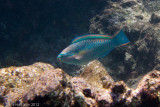 Princess Parrotfish</br><i>Scarus taeniopterus</i>