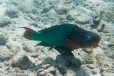 Parrotfish