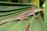 <i>Anolis lineatus</i><br>Striped Anole