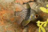 Spotted Cardinalfish