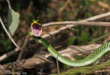 <i>Leptophis mexicanus septentrionalis</i><br>Mexican Parrot Snake