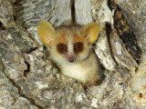 A-Open-Portrait of a mouse lemur