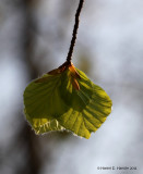 Bg (Fagus sylvatica)