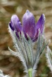 Pasqueflower (Pulsatilla vulgaris)