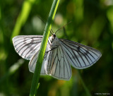 Hvidvingemler (Siona lineata)