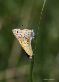 Sort ildfugl (Lycaena tityrus)