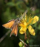 Stregbredpande (Thymelicus lineola)