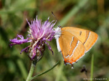 Guldhale (Thecla betulae)