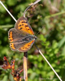 Lille ildfugl (Lycaena phlaeas)