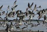 black skimmers a.JPG