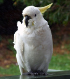 Wet cockatoo