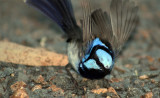 Superb Fairy Wren - Male
