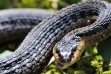 Garter Snake