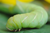 Waved sphinx larva