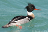 Red-breasted Merganser