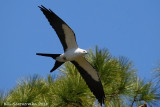 Swallow-tail Kite
