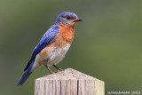 Eastern Bluebird