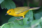 nj11_yellowwarbler.jpg