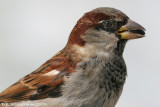 House Sparrow