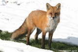 Red Fox