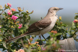 Mockingbird