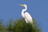 Great Egret