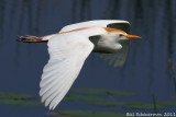 Cattle Egret