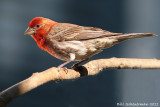 House Finch