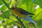 Prothonotary Warbler