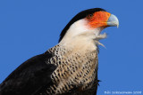 Crested Caracara