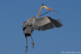 Nesting Great Blue Heron