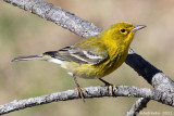 Pine Warbler