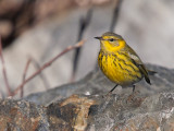 Cape May Warbler