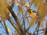 Blackburnian warbler