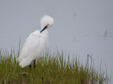 egret