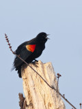 Red Winged Blackbird