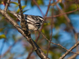 Black & White Warbler