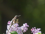 Ruby Throated Hummingbird