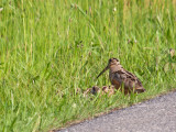 American Woodcock