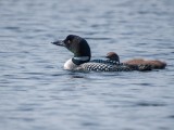 Loon mom and chick