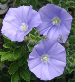 Convolvulus