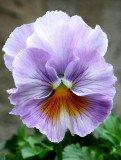 Pansy