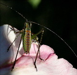 He is a little tiny bug...do you know  the name of this one?  :-)