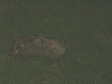 Wombat in garden at Nowra, night time.